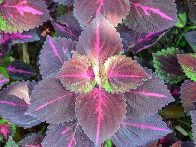 ��� �������� ����� ���� ������ �� ������: ������ �� �����