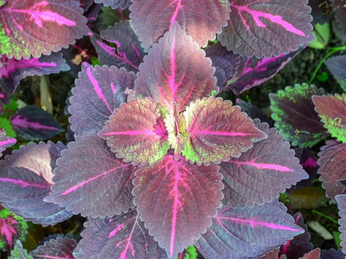 Как холодное время года влияет на колеус: советы по уходу