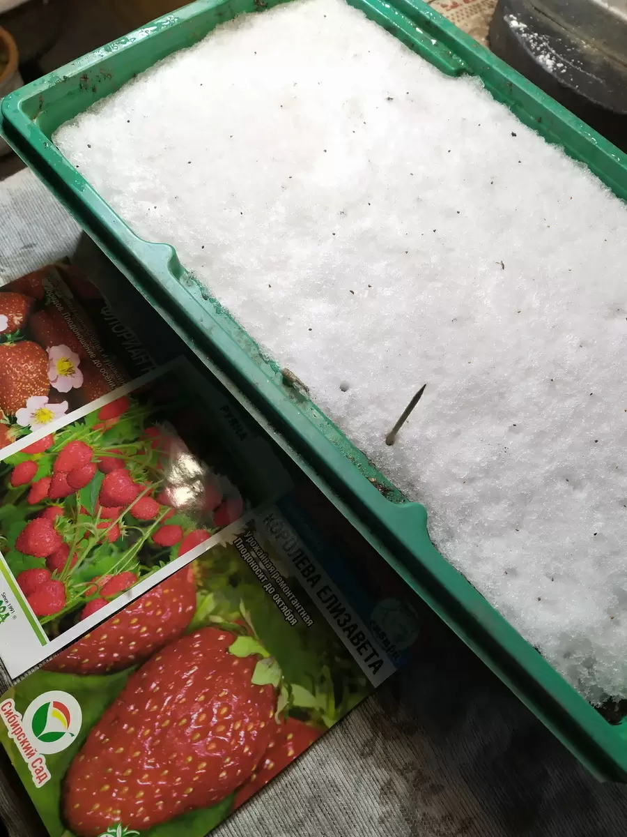 Как пережить зиму с садом на подоконнике: посевы по снегу и черенкование гортензий