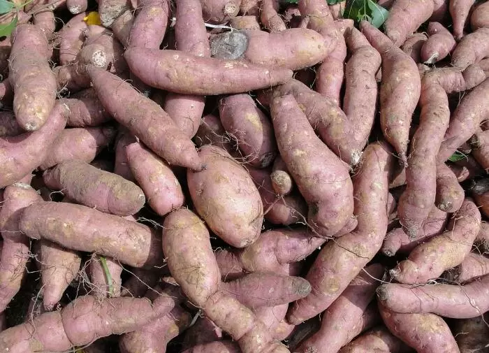 Как вырастить сладкий картофель в мешках: советы от эксперта