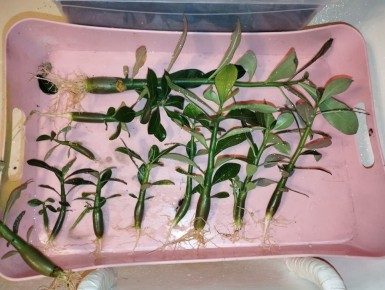 ��� ������ ��������: ������ �� �������� �������� � ������ � ��������� �������