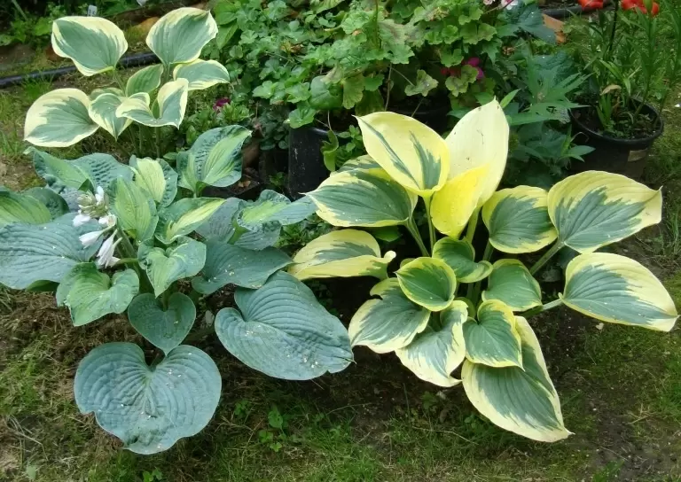 Удивительные гигантские хосты: 10 сортов, которые преобразят ваш сад