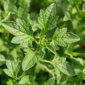 10 креативных стратегий борьбы с сорняками: как сохранить урожай