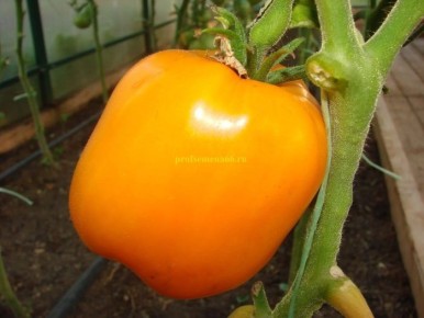 ����� ������ ������: ������� ����� � ����������� ����� ��� ������