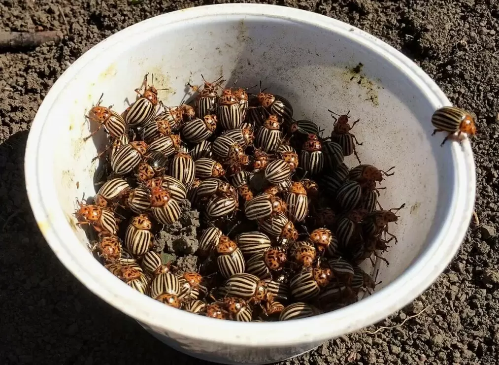 Как эффективно справиться с колорадскими жуками на картошке за считанные минуты