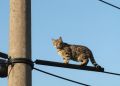Два микрорайона в Охе на время останутся без света ради спасения кошки