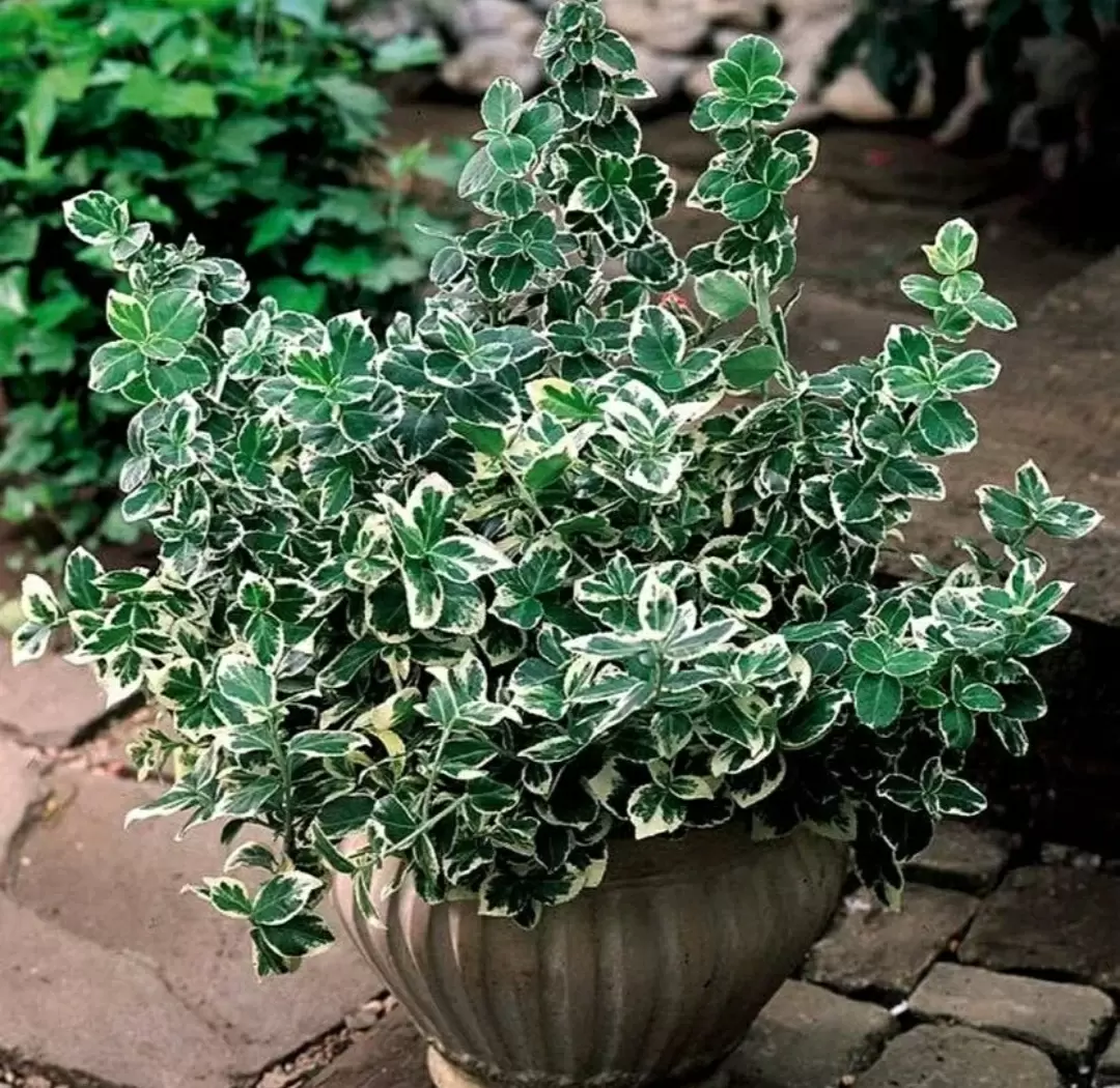 Как бересклет придаст вашему саду яркость и красоту