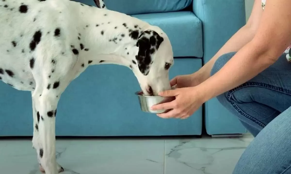 Как неправильное кормление собак может угрожать вашему здоровью