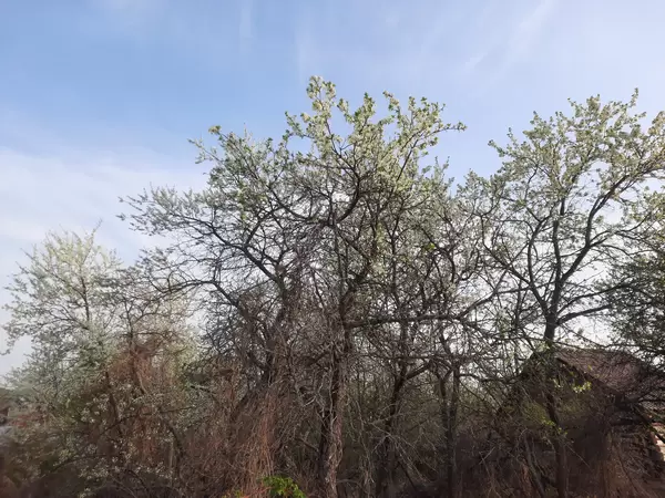 Почему стоит заботиться о яблонях: две истории о заброшенных садах