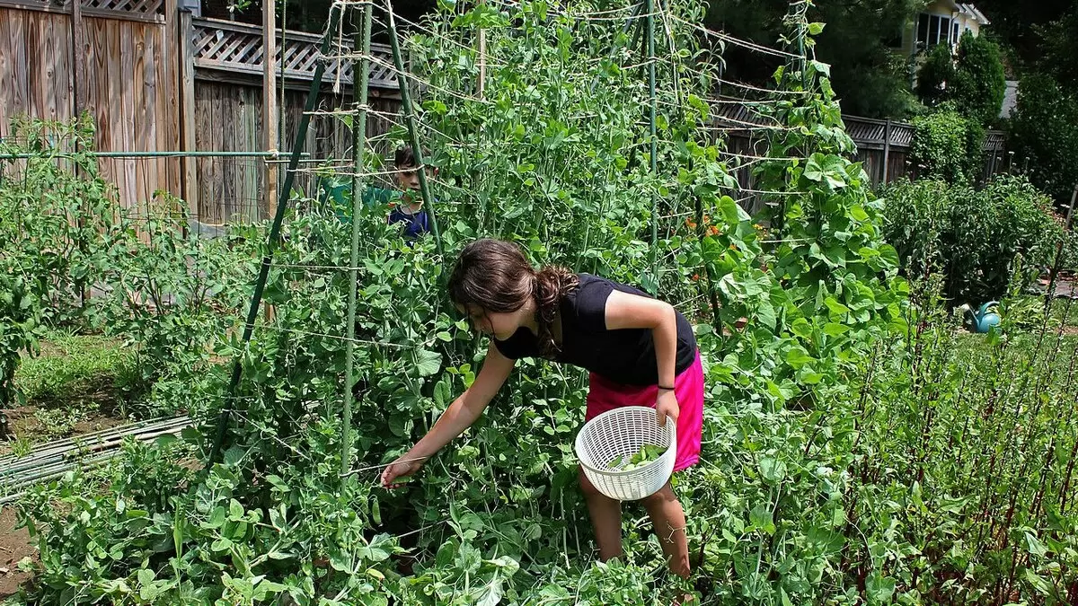 Как огородные хлопоты спасают психику: удивительные преимущества работы на земле