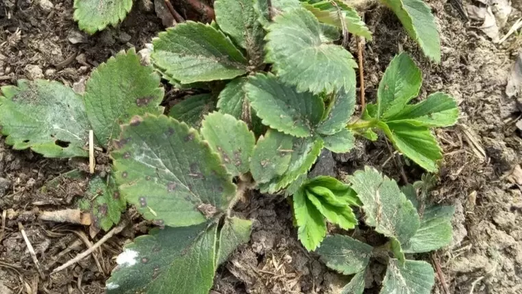 Весенний уход за клубникой: секреты успешной обработки и ухода