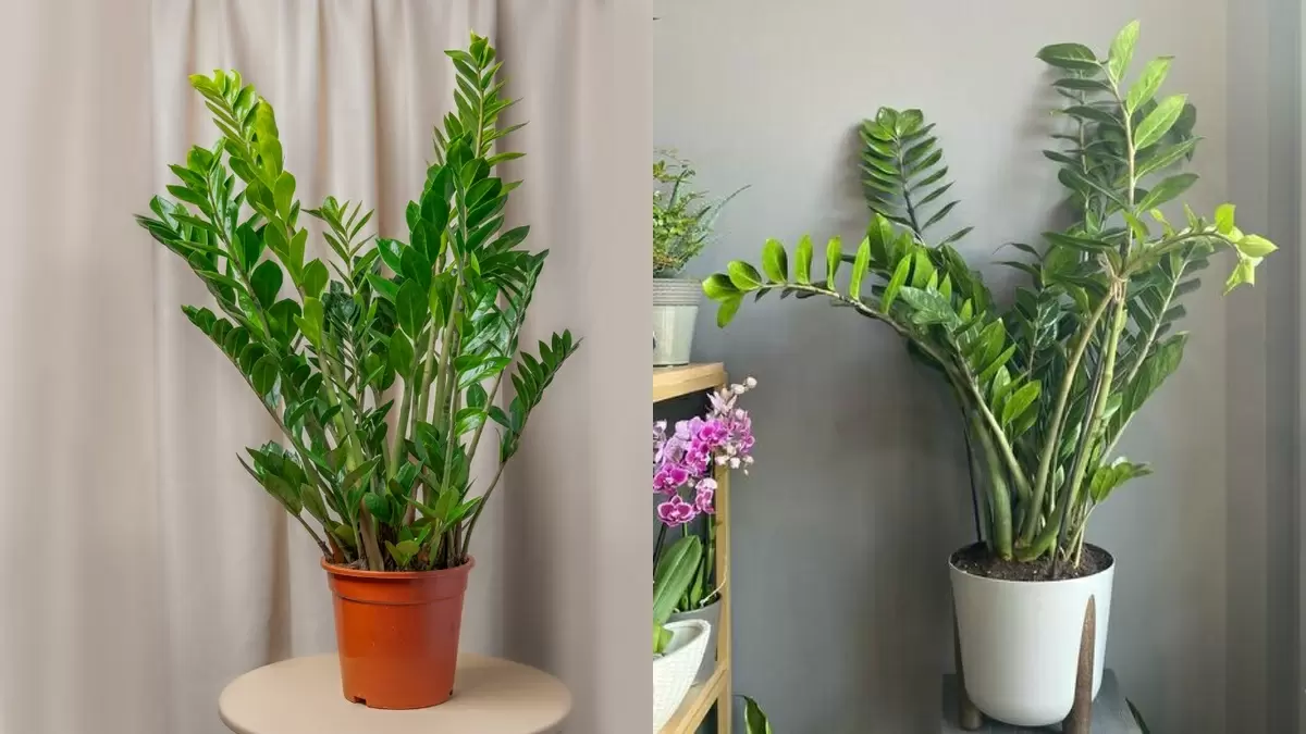 Как из заброшенного уголка в интерьере появился зеленый шедевр: замиокулькас, укрощенный в темноте