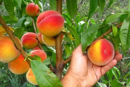 ������ ���������: �������������� � ������� ��������� �����������