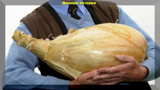 ����� ��������� ����������� ����: ������ ��� ����������