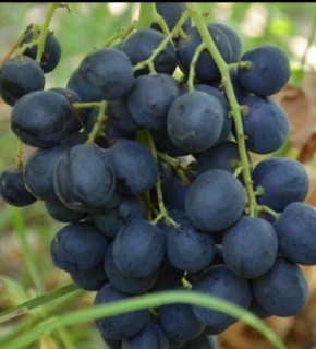 �������: ����������� ���� � ������������ ��������� ������ ��� ��������