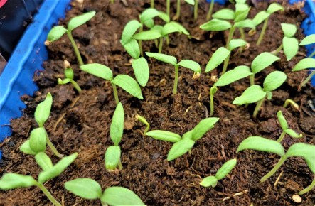 ����� ����� �� ������� � �������� �������: ������ � ������������