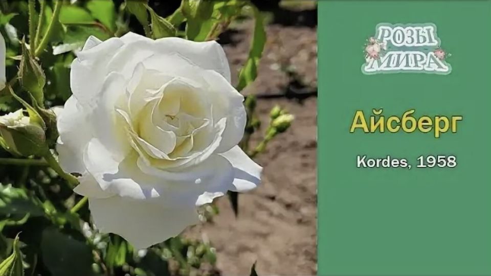 ���-5 ���������� ���: �������� ��� ���� ��� ���������� ������