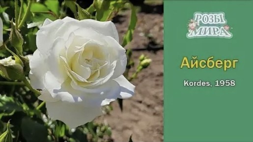 ���-5 ���������� ���: �������� ��� ���� ��� ���������� ������