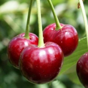 ������� ����� ������ ���������: �������, ������� � �������