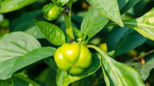 ��� ��������� ������ � ������ ���� ������� �������� ������