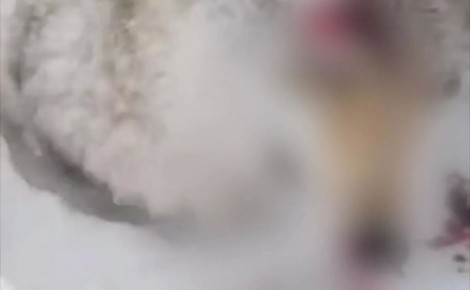 �������: �������� ����� ���������� �� ������ ��������