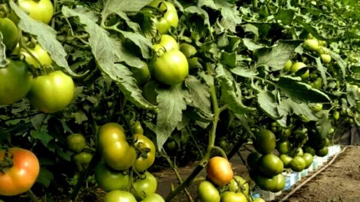 ���������� ����� ������� �������� ��������� ������: 200 �� � 14 ������