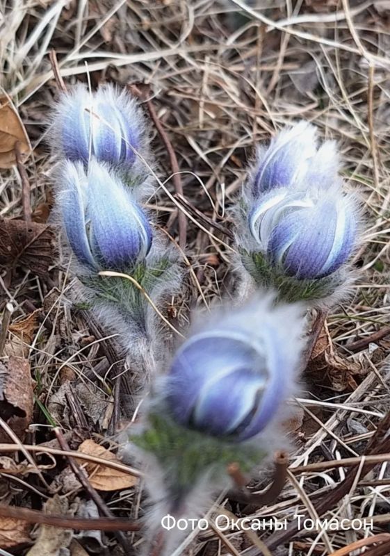 ������������� ������� ������ �� ��������