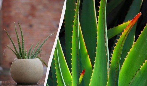 ��� ������� ����� ����: ������� ����������� �� ��������������