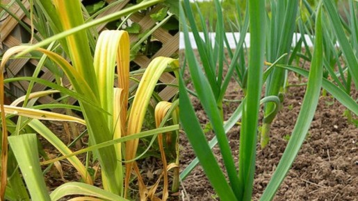 ������� ������ ������ ����� �������: ��� ������ ����� �������� ������� ������� ����� �������� � �������