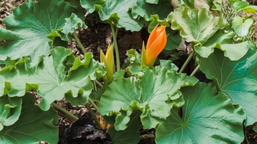 ������ ���� ������� ������, �� �� ���� ������?