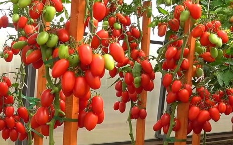 ��� ��������� ��������� �� �������� ��� ������� ������