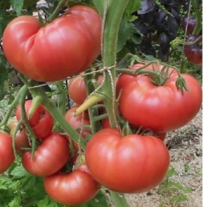 ����� ������ ������: �������� � ������ �� ����� �����