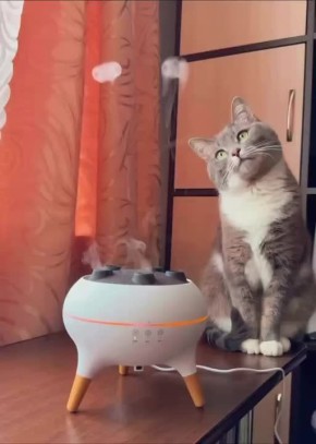 ������ ����, ������� � ������