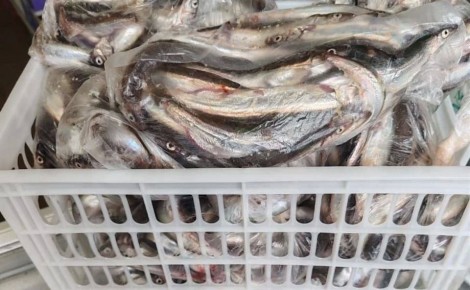 Ӹ� ������ ��������� � ����-����������: ����