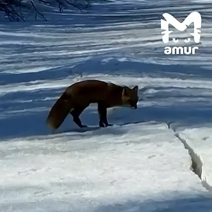 ���� ������ �� ���� � ������� �� ��������