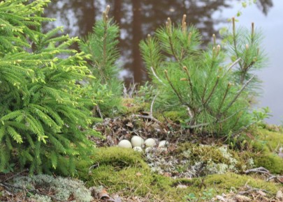 ��� ������ ������: ������������ ������� � �����