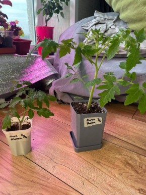 ������ ����� �� �������: ��� � ���� ��������