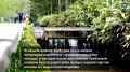 На Кунашире выпустили первую партию молоди кеты