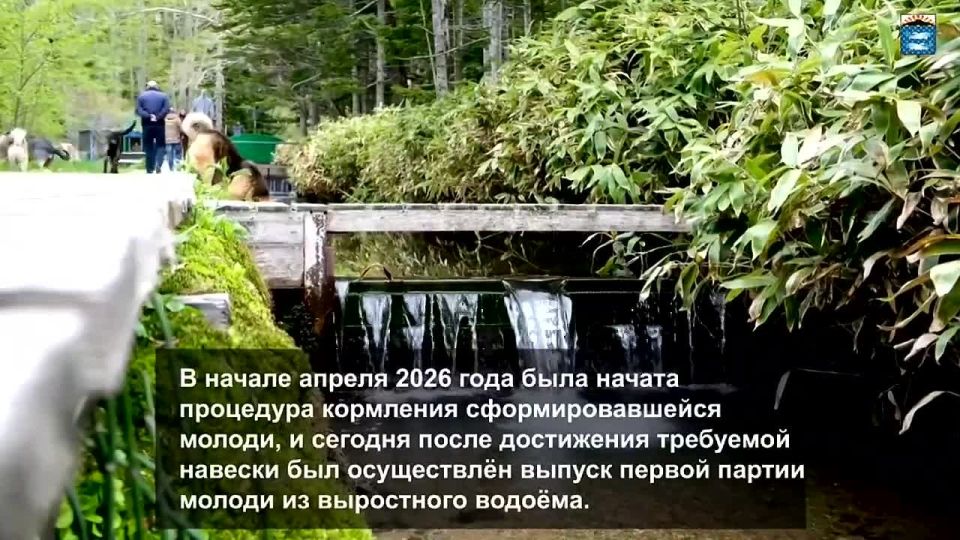 На Кунашире выпустили первую партию молоди кеты