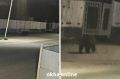 В Охе медведь бродит по жилому району