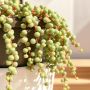 Секреты природной элегантности: как 'Нитка жемчуга' управляет жизнеобеспечением в пустыне