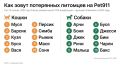 Муся, Барсик и Арчи теряются чаще: 355 питомцев пропали на Сахалине за год