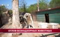 В Хомутово отловили уже трёх агрессивных собак