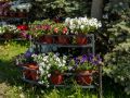 30 тысяч цветов украсят проспект Мира в Южно-Сахалинске