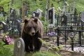 В Охе отстрелили медведя, вышедшего на кладбище