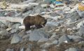 Бурый медведь попал в объектив камеры в бухте Кашалот