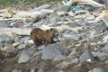Бурый медведь попал в объектив камеры в бухте Кашалот