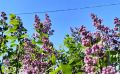 На Сахалине до +22°C, а на Курилах дожди и ветер: прогноз погоды для региона на 23 июня
