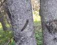 Белополосого шелкопряда нашли на юге Сахалина — жителей просят сообщать о вредителе