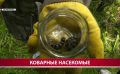Одна бабочка сибирского шелкопряда может отложить до 600 яиц в корсаковских лесах